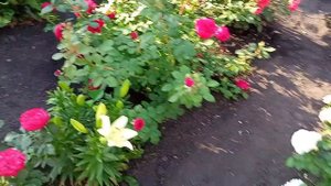 Лето ,жара. Июль . Как живут в деревне. (1)