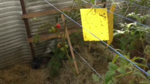 Заглубленная теплица  Ноябрь