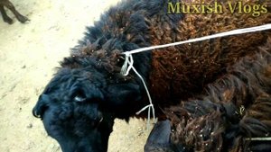 БУХОРО МОЛ ва КУ́Й  БОЗОР НАРХЛАРИ 18-МАРТ 2020г . BUXORO MOL bozori narxlari