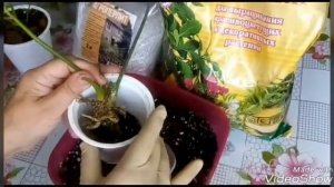 Антуриум Омоложение и Размножение Верхушечным Черенком - Результаты Моего Эксперимента!