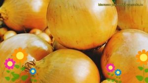 Лук репчатый Сеншейн Желтый. Краткий обзор, описание характеристик Senshu Yellow
