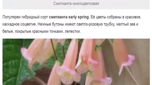 Смитианта – трепетная цветущая красавица смотреть онлайн