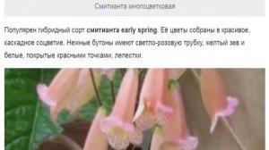 Смитианта – трепетная цветущая красавица