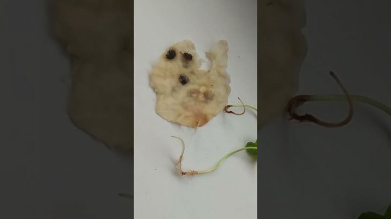Сирийский гибискус из семян