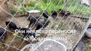 УТКИ ИНДИЙСКИЙ БЕГУНОК #DUCKS INDIAN RUNNER
