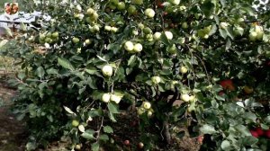 Яблоки Аромат Уктуса и Медуница.