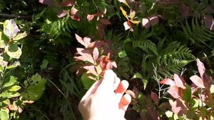 Как отличить голубику от черники!!!