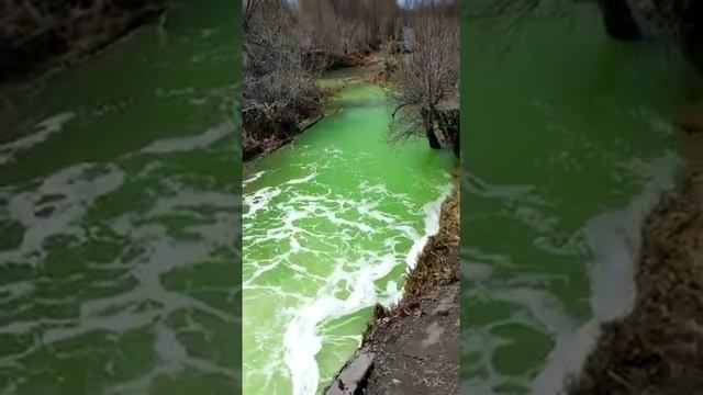 Вода в одной из рек ВКО окрасилась в кислотно-зеленый цвет