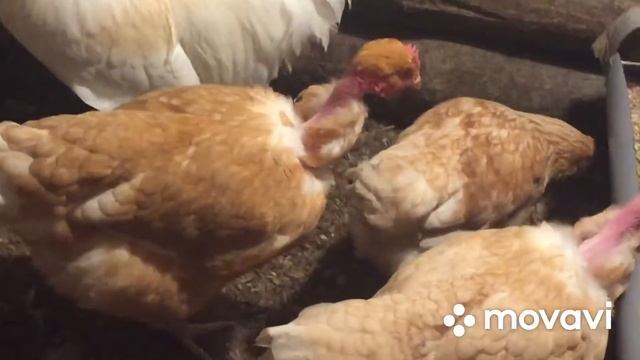 Гибридные Цыплята ЭГГЕР/ Вы что нибудь знаете о них? смотреть онлайн