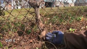 Day 5: Removing invasive plants around chainlink fence