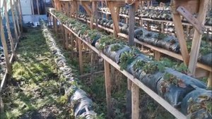 Малообъемка, самые морозостойкие сорта клубники!