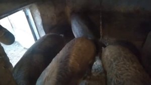 Венгерська мангалиця минусы содержание,вес в 5 месяцев ((