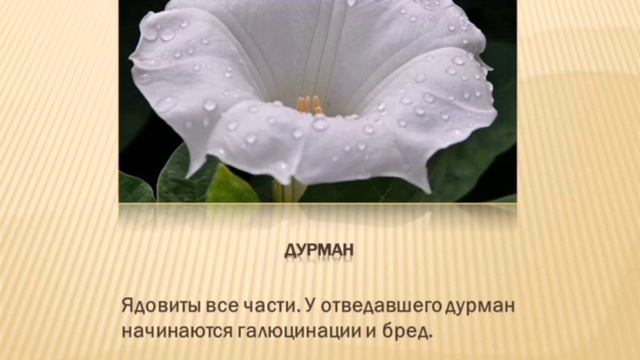 Ядовитые растения смотреть онлайн