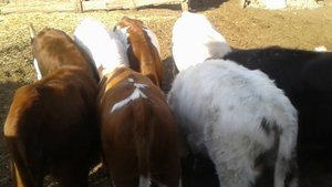 Жизнь в селе#Казахстан#Закладываем пшеницу на семена.