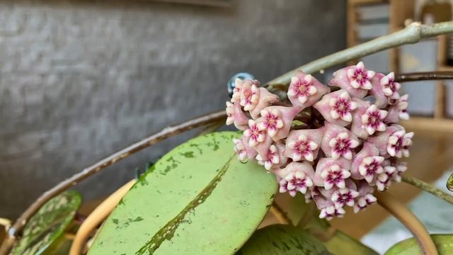 Hoya Silver Dollar-начала расти как clon 2?! смотреть онлайн