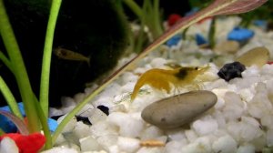 Желтая креветка неокаридина с икрой в травнике