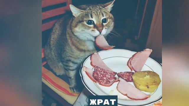 Что делает мой кот 🐈 всё что делает мой кот в жизни! смотреть онлайн