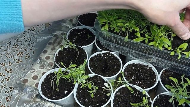 #алиссум АЛИССУМ ПИКИРОВКА #однолетник #сад #цветы #эффектный #изсемян