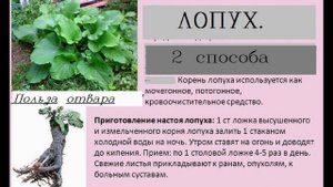 Лопух корень лечебные свойства/КОРНИ ЛОПУХА ПОМОГУТ ВАМ ИЗБАВИТЬСЯ ОТ МНОГИХ БОЛЕЗНЕЙ ./Отвар корен
