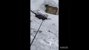 Амстафф Ортия 2 года 7 месяцев, в комбинезоне от дождя - зимой