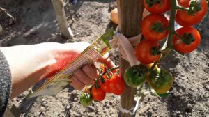 🍅СОБИРАЮ ТОМАТЫ - КУЛЕМА, СЕРДЦЕЕДКА, СИБИРСКОЕ ЧУДО, БИЙСКИЙ РОЗАН, НАСТЕНЬКА, 14 СЕНТЯБРЯ 2023.