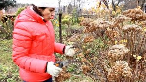 Обрезка древовидной гортензии осенью. sadovymir.ru