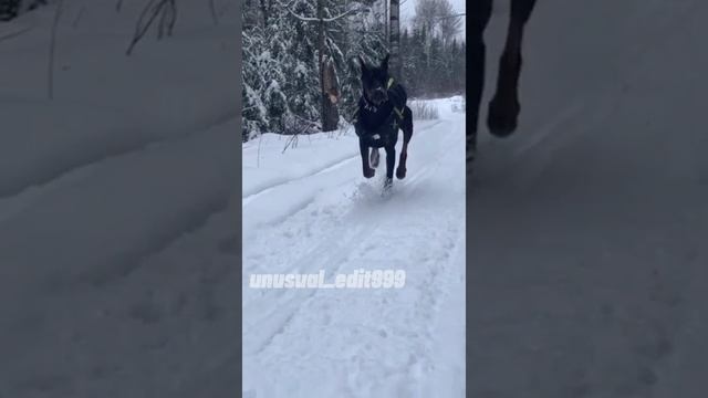 эдит(доберман,чихуахуа)видео шутка не воспринимать всерьез!!!