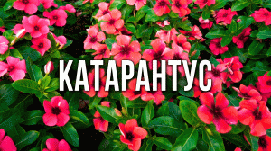 Катарантус из семян. Выращивание катарантуса в саду и домашних условиях.