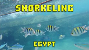 Снорклинг в Египте