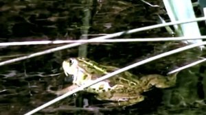 Как лягушки квакают?