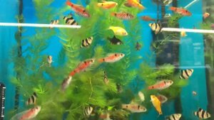 ЗООМАГАЗИН БЕТХОВЕН - АКВАРИУМИСТИКА, РЫБКИ, ГРЫЗУНЫ, ПТИЦЫ, КОРМА,   l ЛУЧШЕ, ЧЕМ 4 ЛАПЫ?