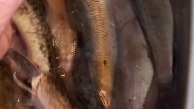 Рыбалка на Чукотке #видео  #сам #ловлю рыбу #север #билибино  #рыбнаяловля #топчик #путешествия #то