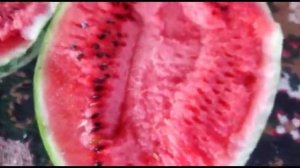 Арбуз Каристан! Сочный привет из Киргизии! Второй урожай арбуза!