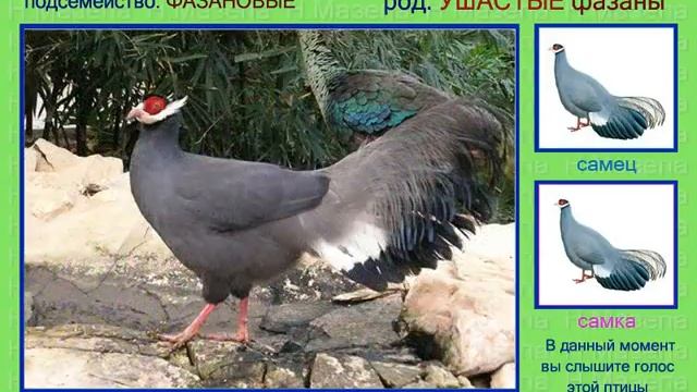 Фазан. Голоса птиц смотреть онлайн