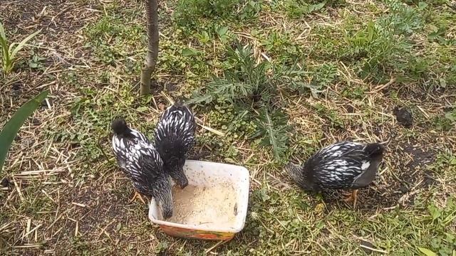 Виандот серебро окаймленный. Семья, цыплята? смотреть онлайн