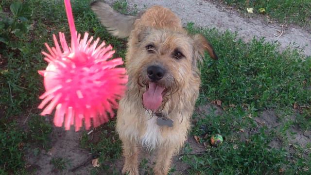 Собаки Барракуда и Баламут опасаются игрушки на резинке смотреть онлайн