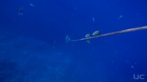 Подводное плавание: под водой без акваланга.