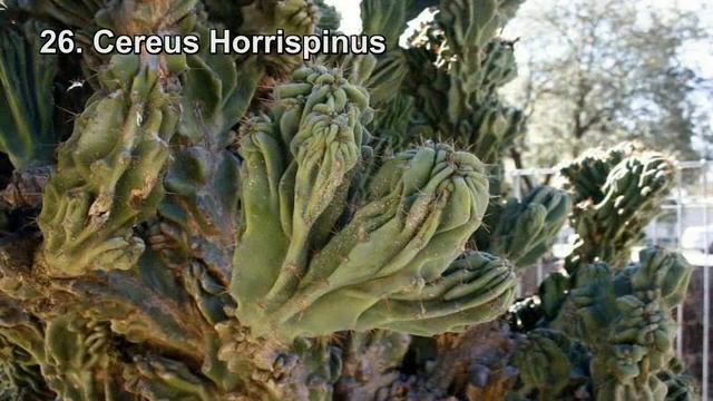 51 TIPOS DE CACTUS CEREUS смотреть онлайн