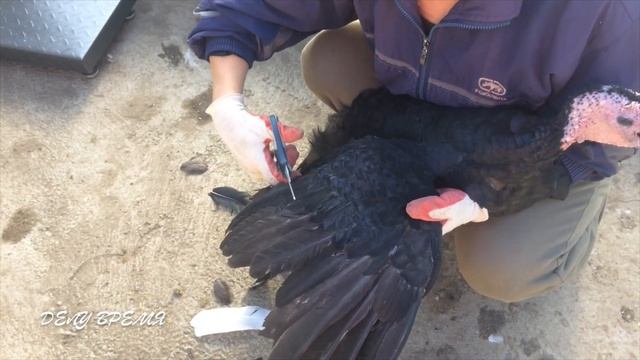 Индюкам 4 месяца.Подрезаем крылья,клювы.делаем прививку. смотреть онлайн