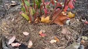 Мульчирую кусты голубики. Подготовка голубики к зиме