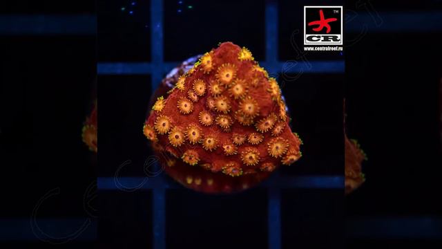 Кораллы жесткие мягкие corals reef