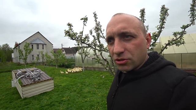 Откорм гусят до 70 дней//Вес гусят в 3 недели смотреть онлайн