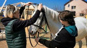 Одеваем уздечку лошади. Уроки для новичков.