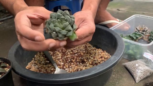 [ENG SUB] My Haworthia Soil Mix And Planting | DIY | Haworthia Soil Mix смотреть онлайн