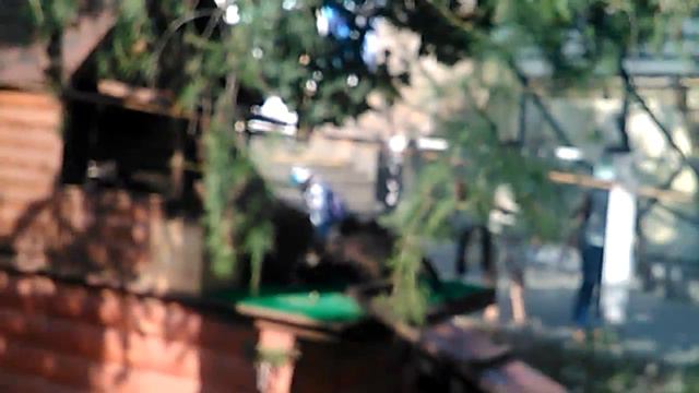 Еноты дерутся за мясо крысы кто победит