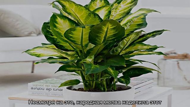 Диффенбахия — почему нельзя держать дома смотреть онлайн