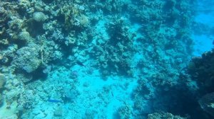 🌈🔥🌈SIVA SHARM - ШОК🌈РИФ ЖИВЫЕ КОРАЛЛЫ ОБЗОР+ПЛЮСЫ ДЕШЕВОГО ОТЕЛЯ ШАРМА #sivasharm #обзор #стрим