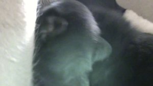 Щенки восточноевропейской овчарки