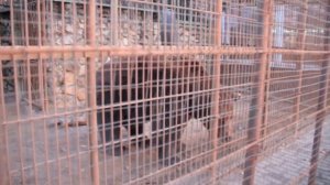 Мишка Балу. Живет с детства на территории кафе Балу. Минское шоссе под городом Вязьма.