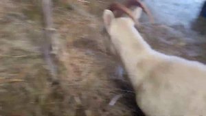 #Goats#Козы#Козлята#Нубийский #Козлик#Добби.Зима ,холода,козлята! ?
